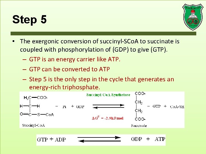 Step 5 • The exergonic conversion of succinyl-SCo. A to succinate is coupled with