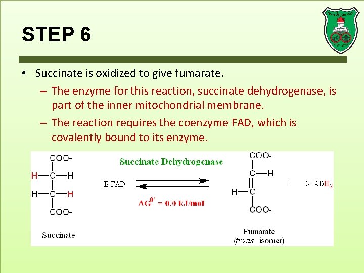 STEP 6 • Succinate is oxidized to give fumarate. – The enzyme for this