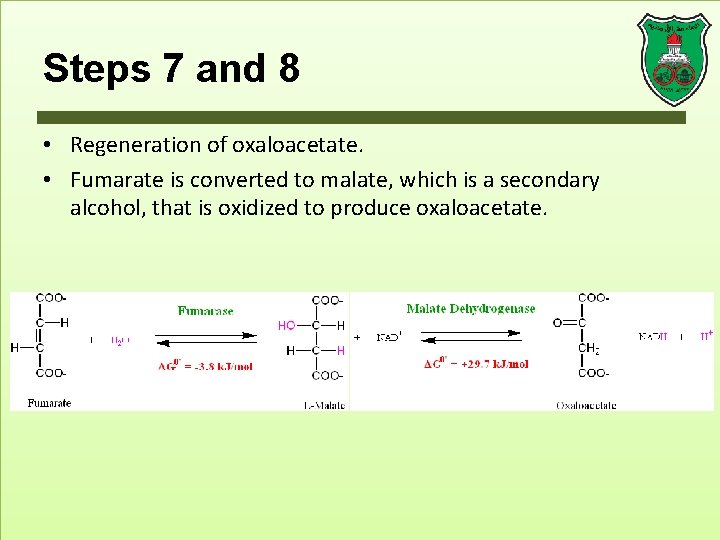 Steps 7 and 8 • Regeneration of oxaloacetate. • Fumarate is converted to malate,