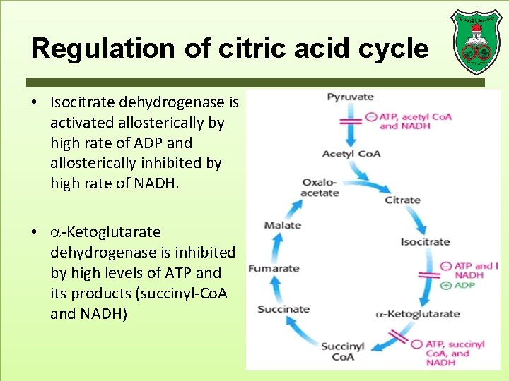 Regulation of citric acid cycle • Isocitrate dehydrogenase is activated allosterically by high rate