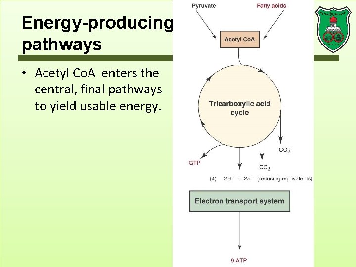 Energy-producing pathways • Acetyl Co. A enters the central, final pathways to yield usable