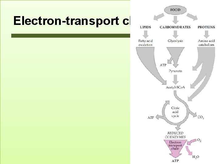 Electron-transport chain 