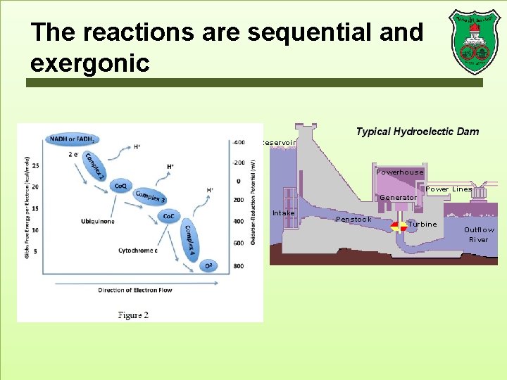 The reactions are sequential and exergonic 