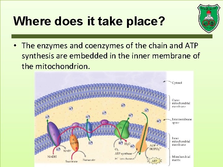 Where does it take place? • The enzymes and coenzymes of the chain and