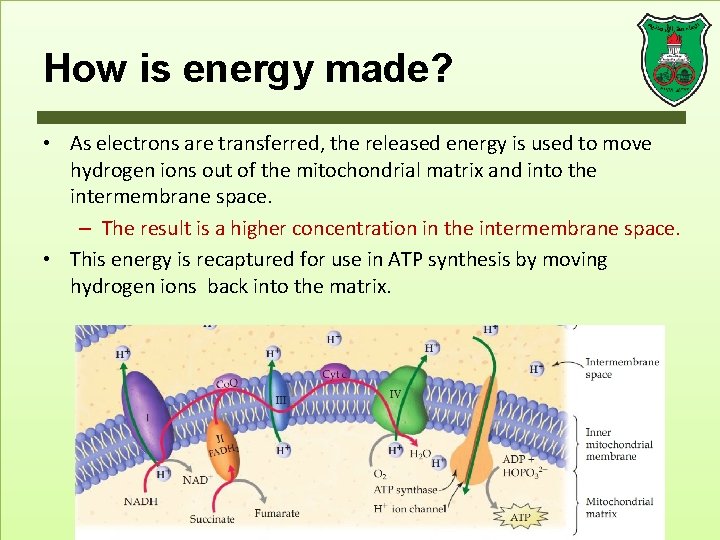 How is energy made? • As electrons are transferred, the released energy is used