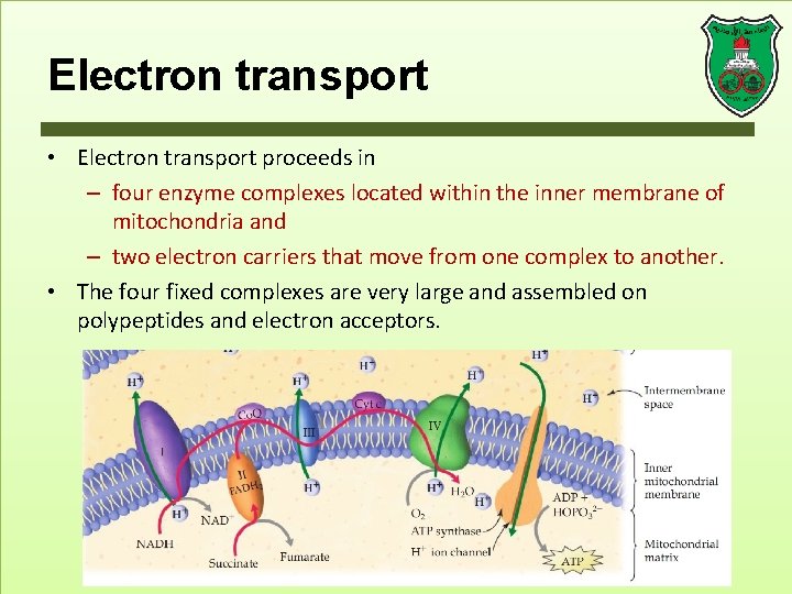 Electron transport • Electron transport proceeds in – four enzyme complexes located within the