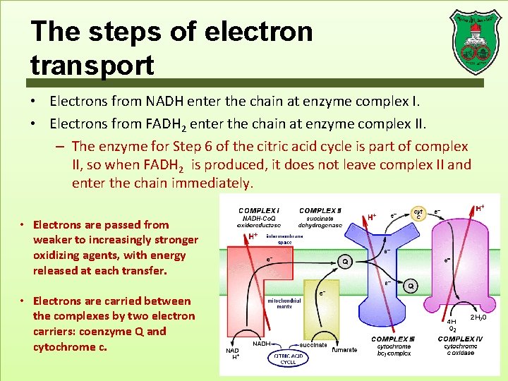 The steps of electron transport • Electrons from NADH enter the chain at enzyme