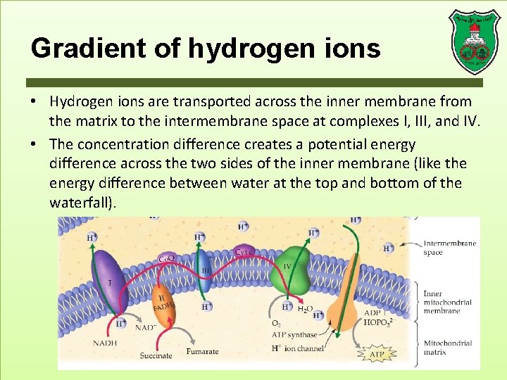 Gradient of hydrogen ions • Hydrogen ions are transported across the inner membrane from
