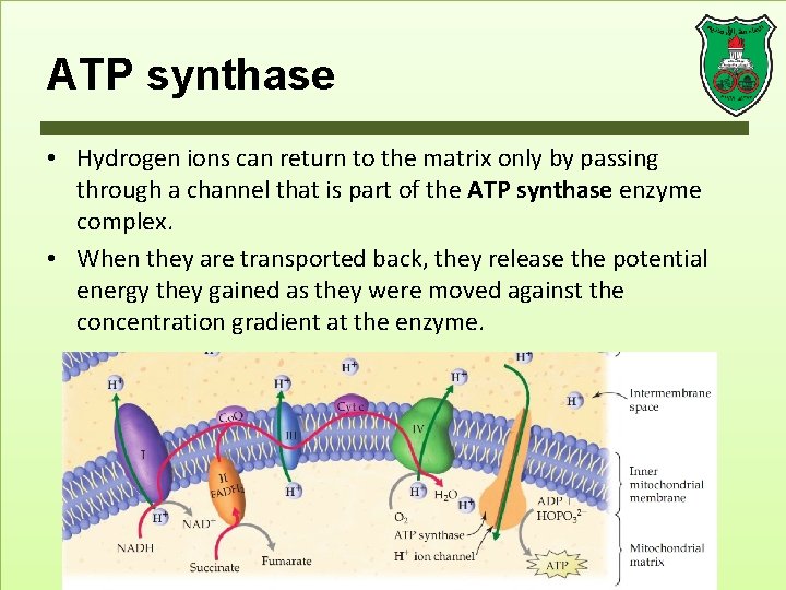 ATP synthase • Hydrogen ions can return to the matrix only by passing through