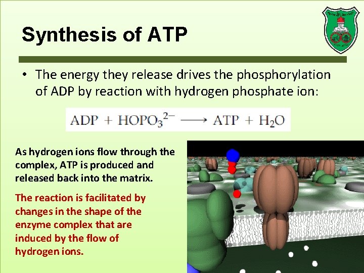 Synthesis of ATP • The energy they release drives the phosphorylation of ADP by