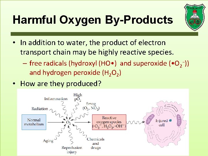 Harmful Oxygen By-Products • In addition to water, the product of electron transport chain