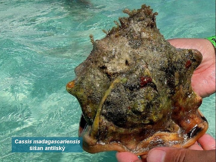 Cassis madagascariensis šišan antilský 