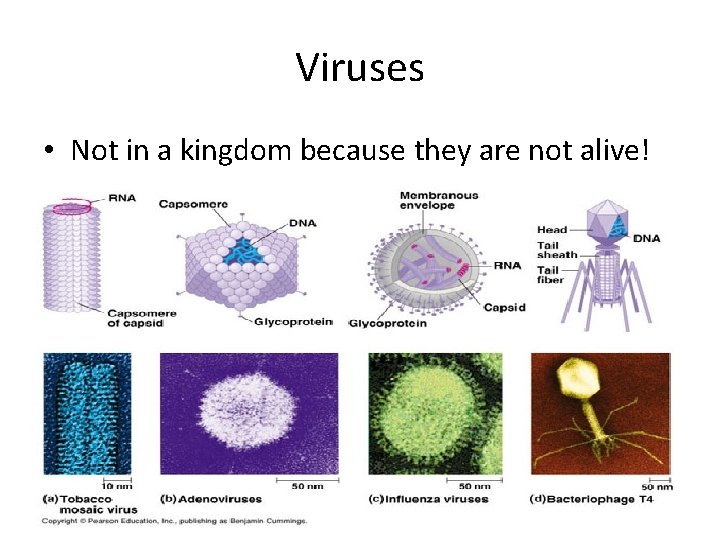 Viruses • Not in a kingdom because they are not alive! 
