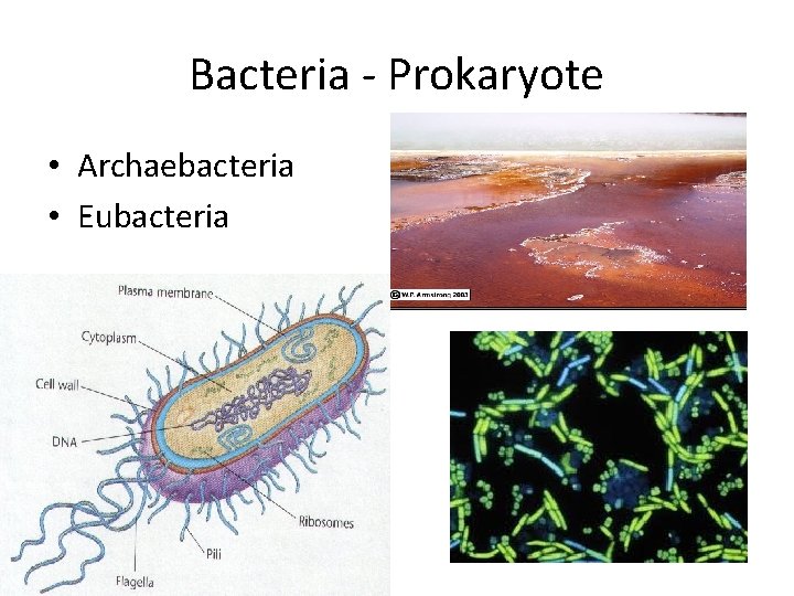 Bacteria - Prokaryote • Archaebacteria • Eubacteria 