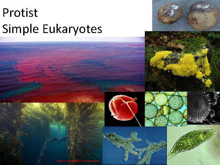 Protist Simple Eukaryotes 