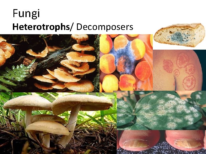 Fungi Heterotrophs/ Decomposers 