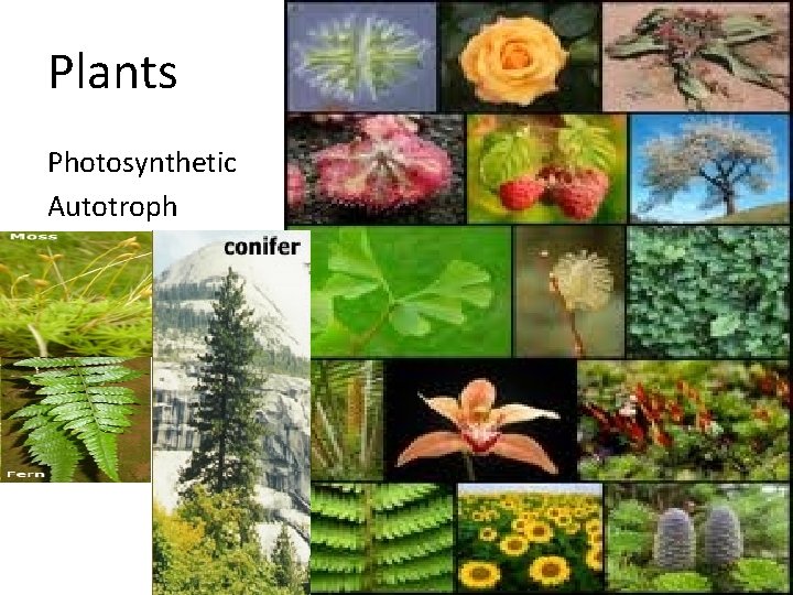 Plants Photosynthetic Autotroph 