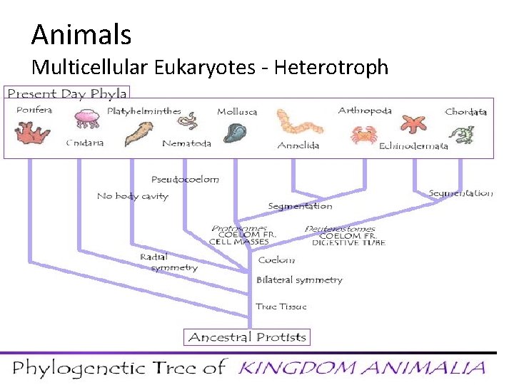 Animals Multicellular Eukaryotes - Heterotroph 