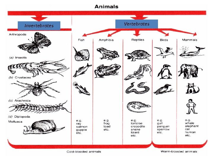 Invertebrates Vertebrates 