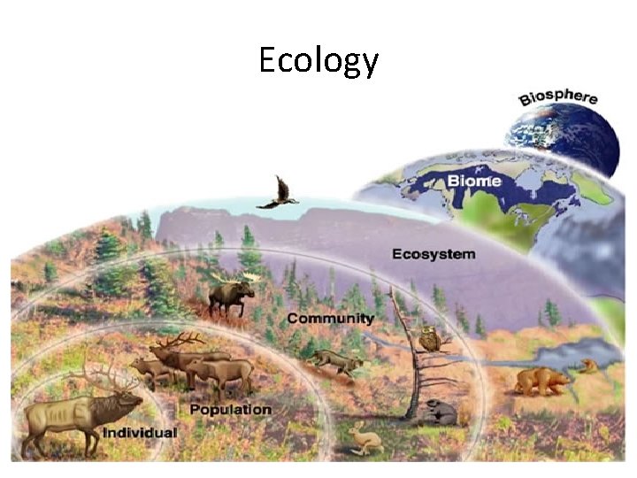 Ecology 