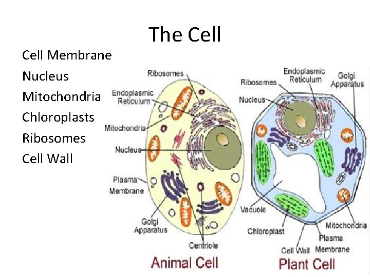 Cell Membrane Nucleus Mitochondria Chloroplasts Ribosomes Cell Wall The Cell 