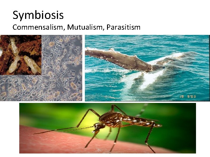 Symbiosis Commensalism, Mutualism, Parasitism 