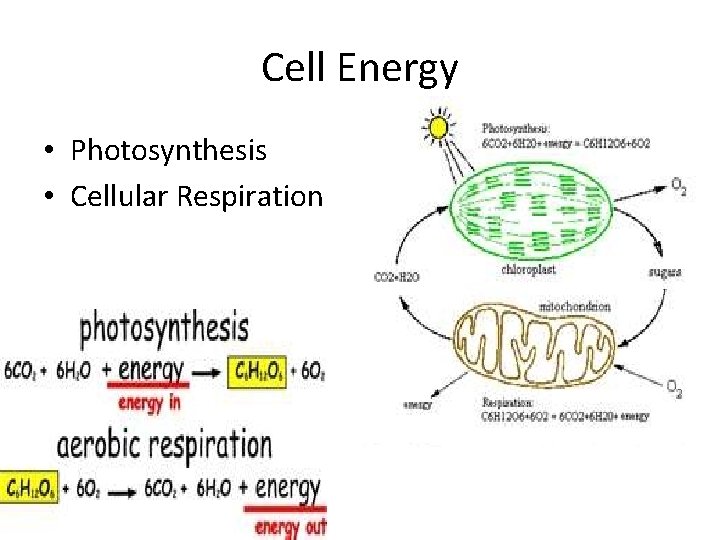 Cell Energy • Photosynthesis • Cellular Respiration 