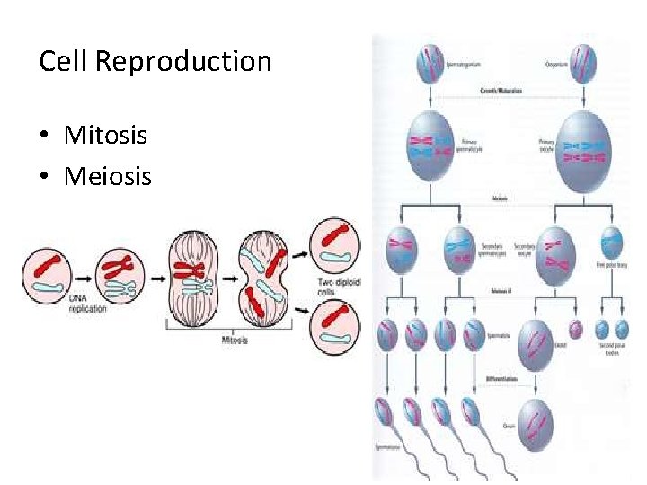 Cell Reproduction • Mitosis • Meiosis 