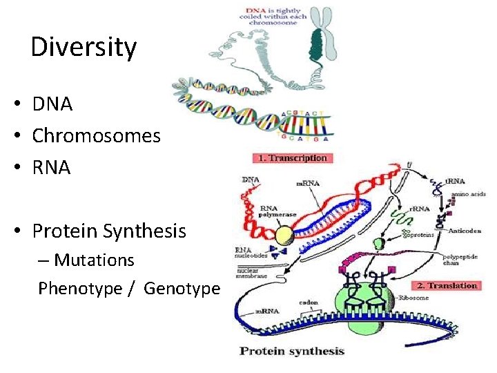 Diversity • DNA • Chromosomes • RNA • Protein Synthesis – Mutations Phenotype /