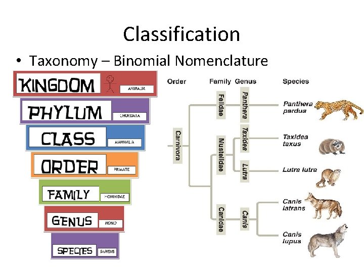 Classification • Taxonomy – Binomial Nomenclature 