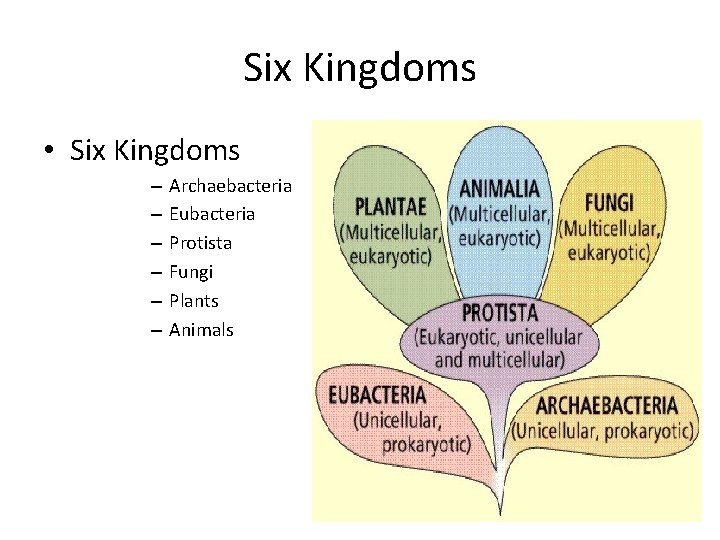 Six Kingdoms • Six Kingdoms – – – Archaebacteria Eubacteria Protista Fungi Plants Animals