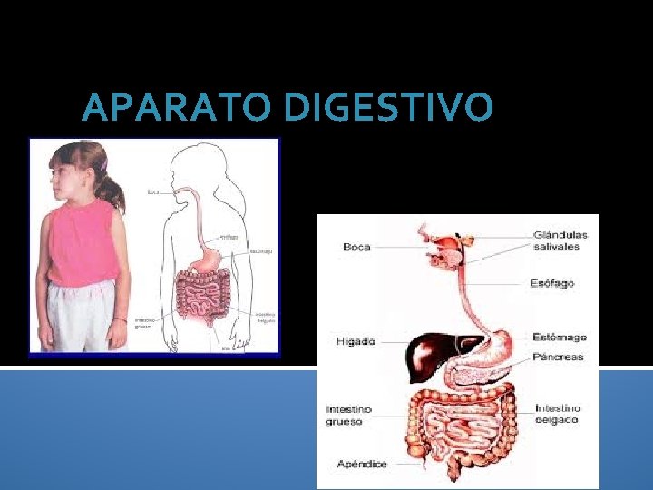 APARATO DIGESTIVO 