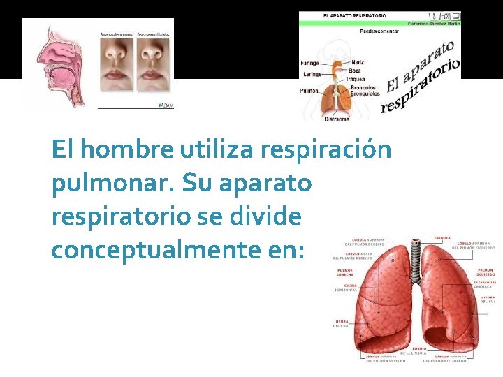 El hombre utiliza respiración pulmonar. Su aparato respiratorio se divide conceptualmente en: 