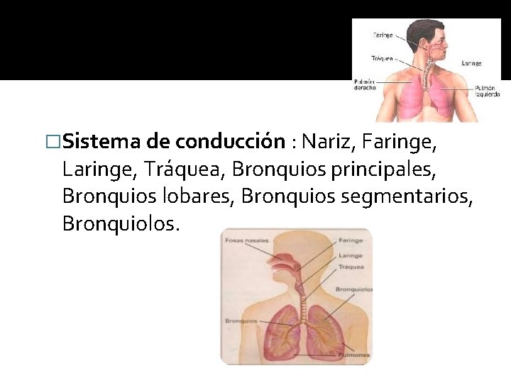 �Sistema de conducción : Nariz, Faringe, Laringe, Tráquea, Bronquios principales, Bronquios lobares, Bronquios segmentarios,