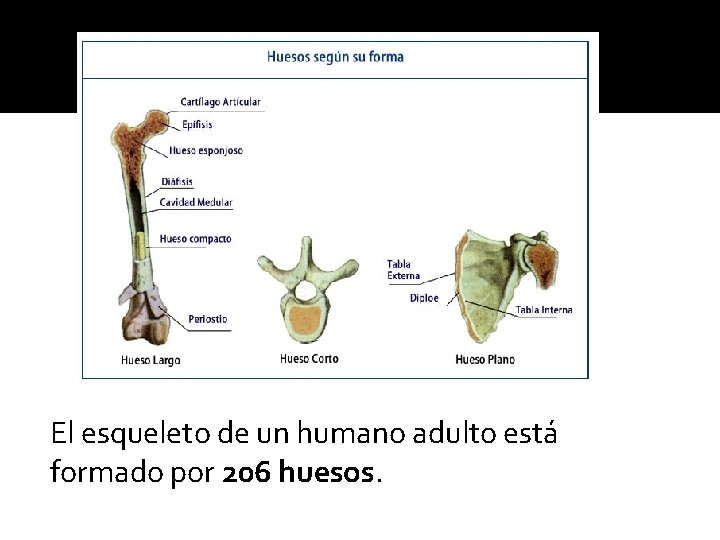 El esqueleto de un humano adulto está formado por 206 huesos. 