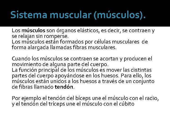 Sistema muscular (músculos). Los músculos son órganos elásticos, es decir, se contraen y se