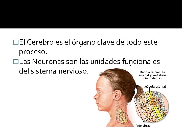 �El Cerebro es el órgano clave de todo este proceso. �Las Neuronas son las