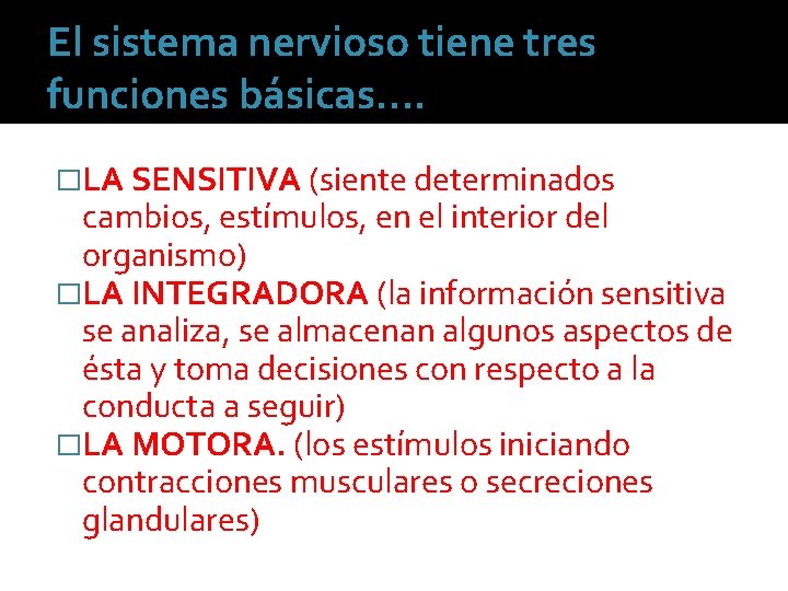 El sistema nervioso tiene tres funciones básicas…. �LA SENSITIVA (siente determinados cambios, estímulos, en