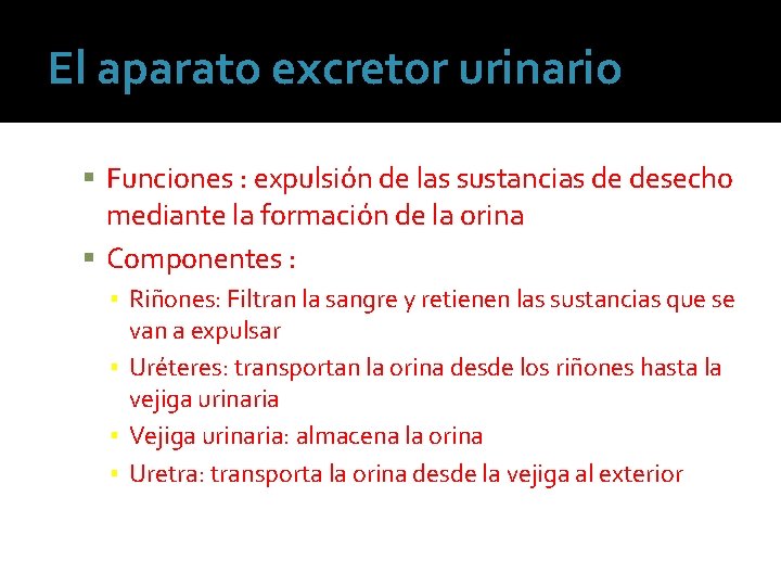 El aparato excretor urinario Funciones : expulsión de las sustancias de desecho mediante la