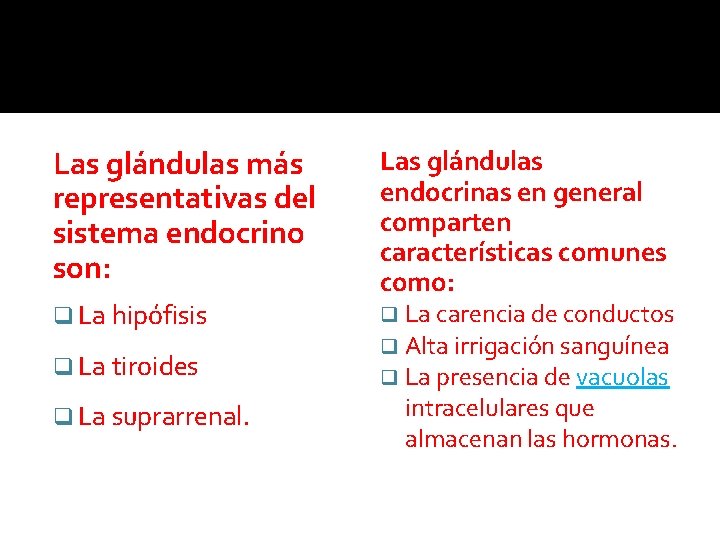 Las glándulas más representativas del sistema endocrino son: q La hipófisis q La tiroides