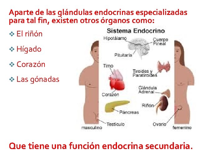 Aparte de las glándulas endocrinas especializadas para tal fin, existen otros órganos como: v