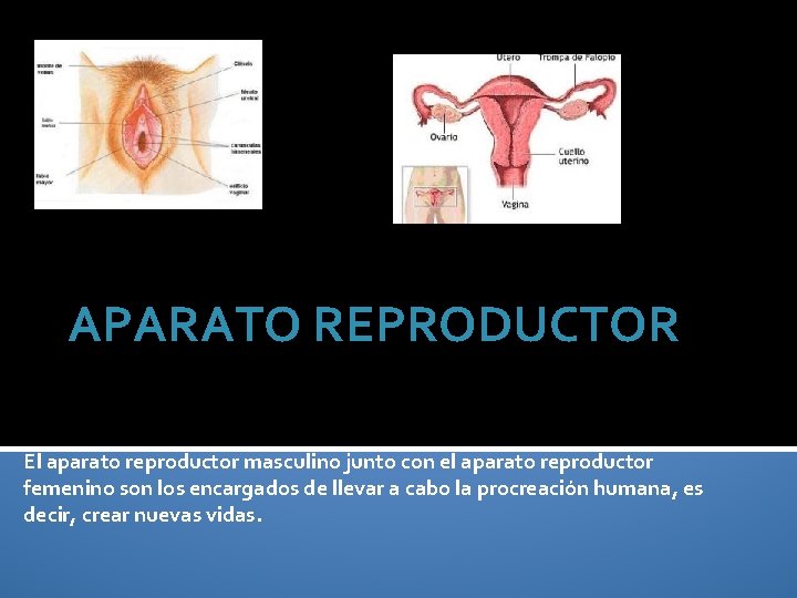 APARATO REPRODUCTOR El aparato reproductor masculino junto con el aparato reproductor femenino son los
