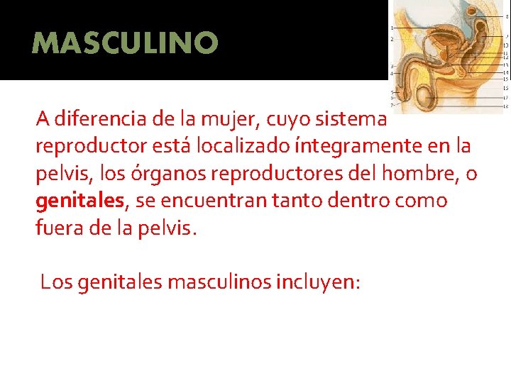 MASCULINO A diferencia de la mujer, cuyo sistema reproductor está localizado íntegramente en la