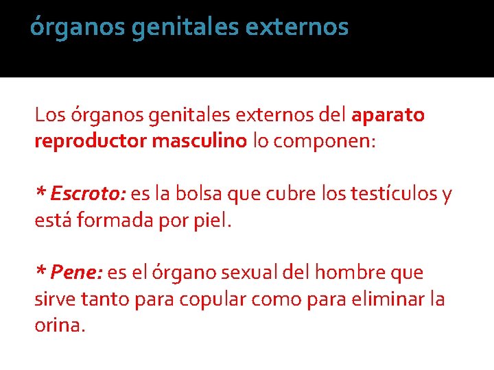 órganos genitales externos Los órganos genitales externos del aparato reproductor masculino lo componen: *