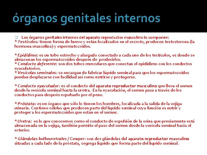 órganos genitales internos � Los órganos genitales internos del aparato reproductor masculino lo componen: