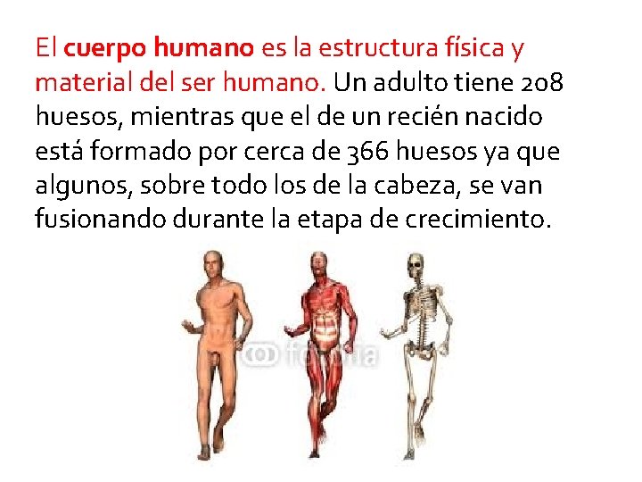 El cuerpo humano es la estructura física y material del ser humano. Un adulto