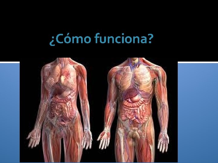 ¿Cómo funciona? 