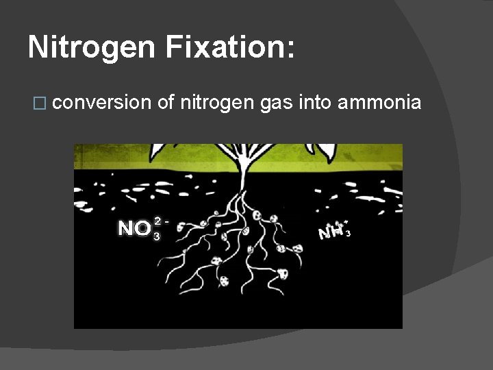 Nitrogen Fixation: � conversion of nitrogen gas into ammonia 