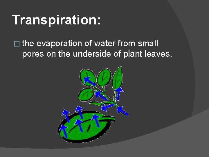 Transpiration: � the evaporation of water from small pores on the underside of plant