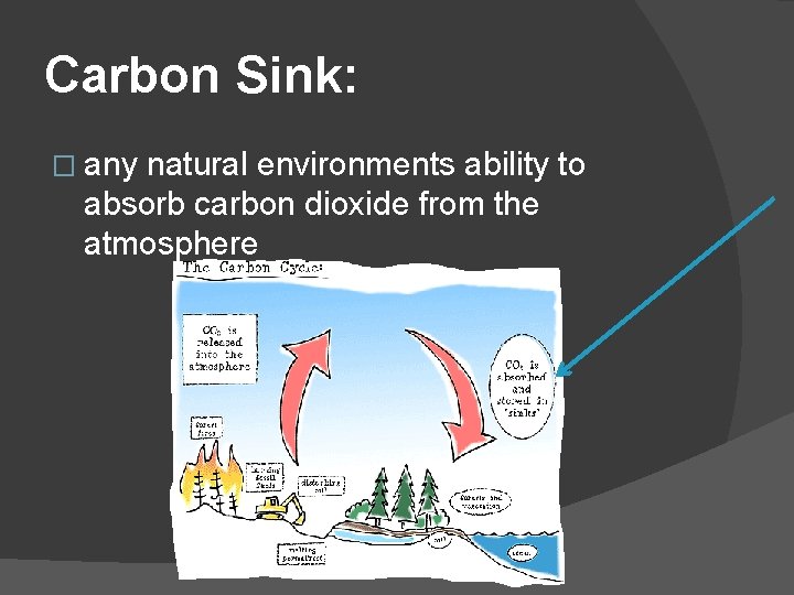 Carbon Sink: � any natural environments ability to absorb carbon dioxide from the atmosphere